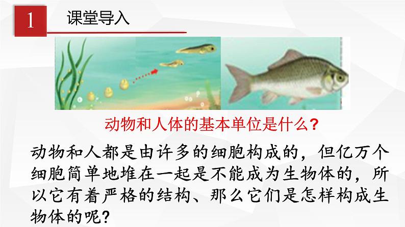 2.2.2 动物体的结构层次 课件 初中生物人教版 七年级上册（2021年）第3页