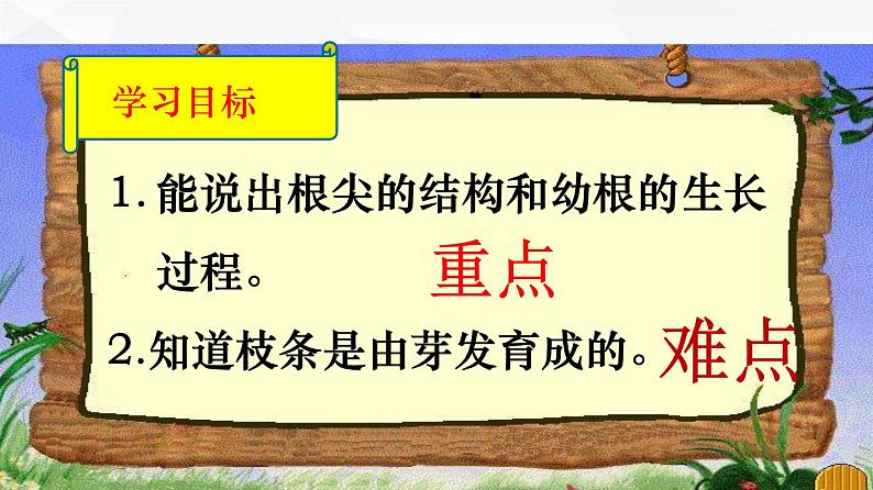 3.2.2 植株的生长 课件 初中生物人教版 七年级上册（2021年）02