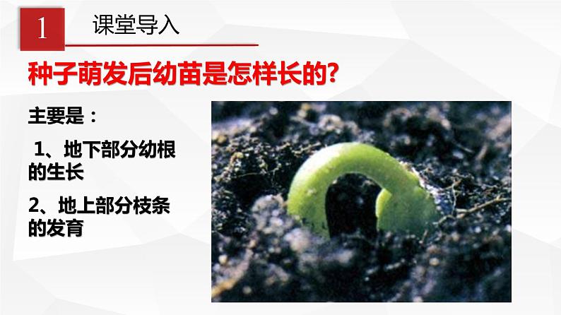 3.2.2 植株的生长 课件 初中生物人教版 七年级上册（2021年）03