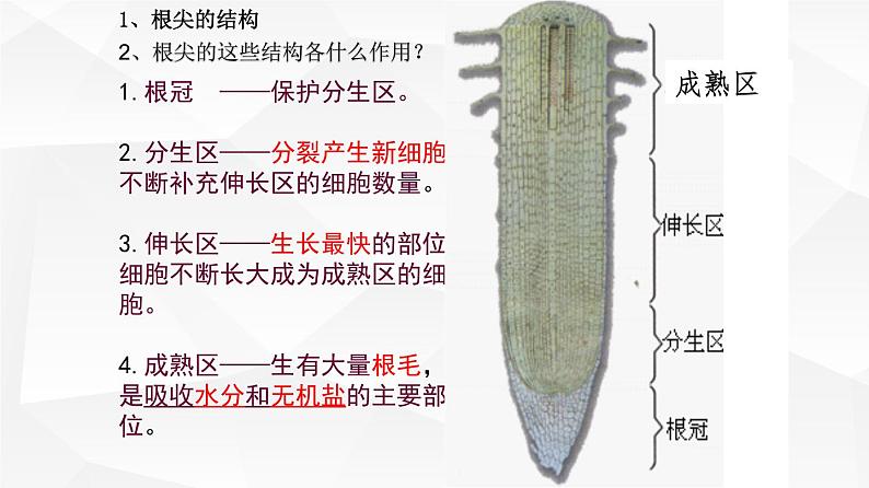 3.2.2 植株的生长 课件 初中生物人教版 七年级上册（2021年）07