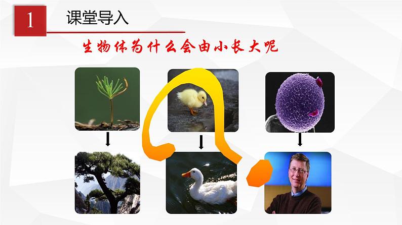 2.2.1 细胞通过分裂产生新细胞 课件 初中生物人教版 七年级上册（2021年）第3页