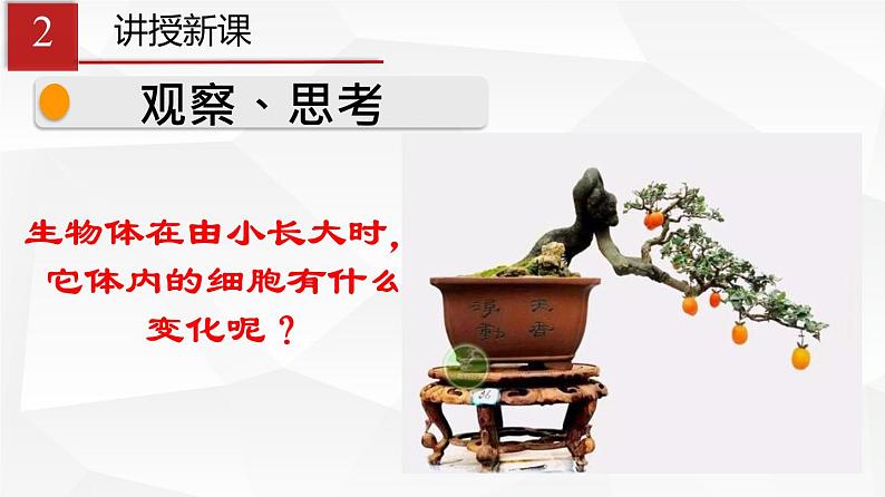 2.2.1 细胞通过分裂产生新细胞 课件 初中生物人教版 七年级上册（2021年）第4页