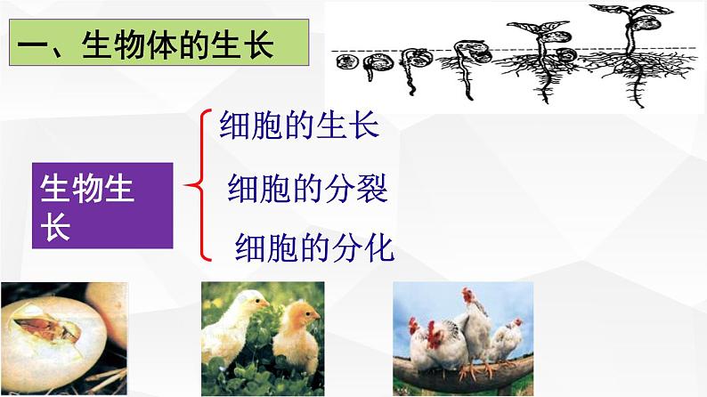 2.2.1 细胞通过分裂产生新细胞 课件 初中生物人教版 七年级上册（2021年）第8页