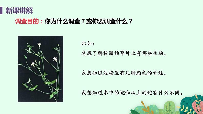 2021年初中生物人教版七年级上册  1.1.2  调查周边环境中的生物  课件第8页