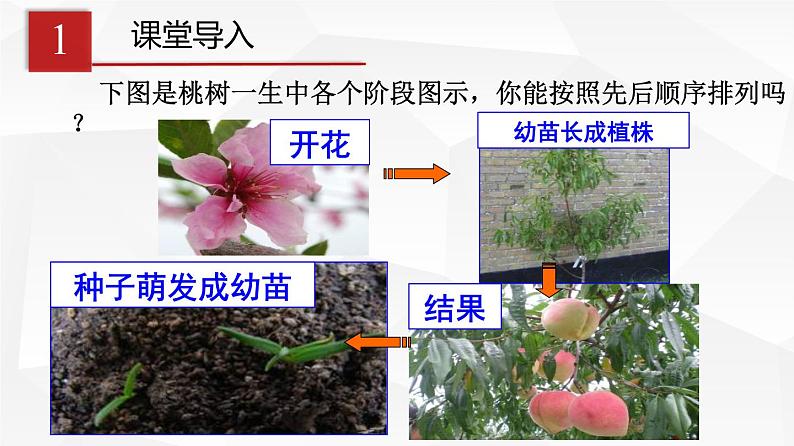 3.2.3 开花和结果 课件 初中生物人教版 七年级上册（2021年）03