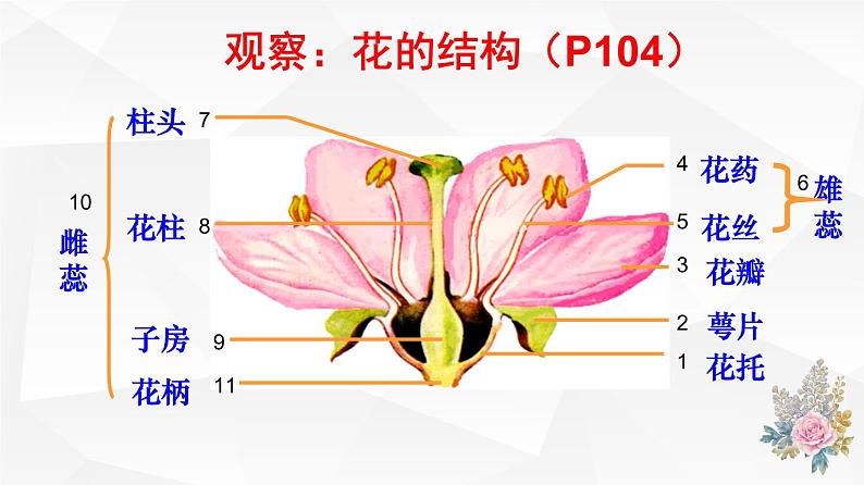 3.2.3 开花和结果 课件 初中生物人教版 七年级上册（2021年）07