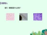 2021年初中生物人教版七年级上册  2.1.1  练习使用显微镜  课件