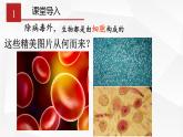 2.1.1 练习使用显微镜 课件 初中生物人教版 七年级上册（2021年）