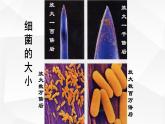 2.1.1 练习使用显微镜 课件 初中生物人教版 七年级上册（2021年）