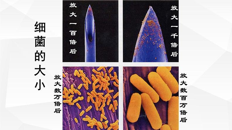 2.1.1 练习使用显微镜 课件 初中生物人教版 七年级上册（2021年）05