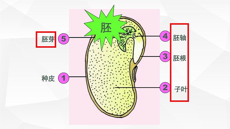 3.2.1 种子的萌发 课件 初中生物人教版 七年级上册（2021年）05