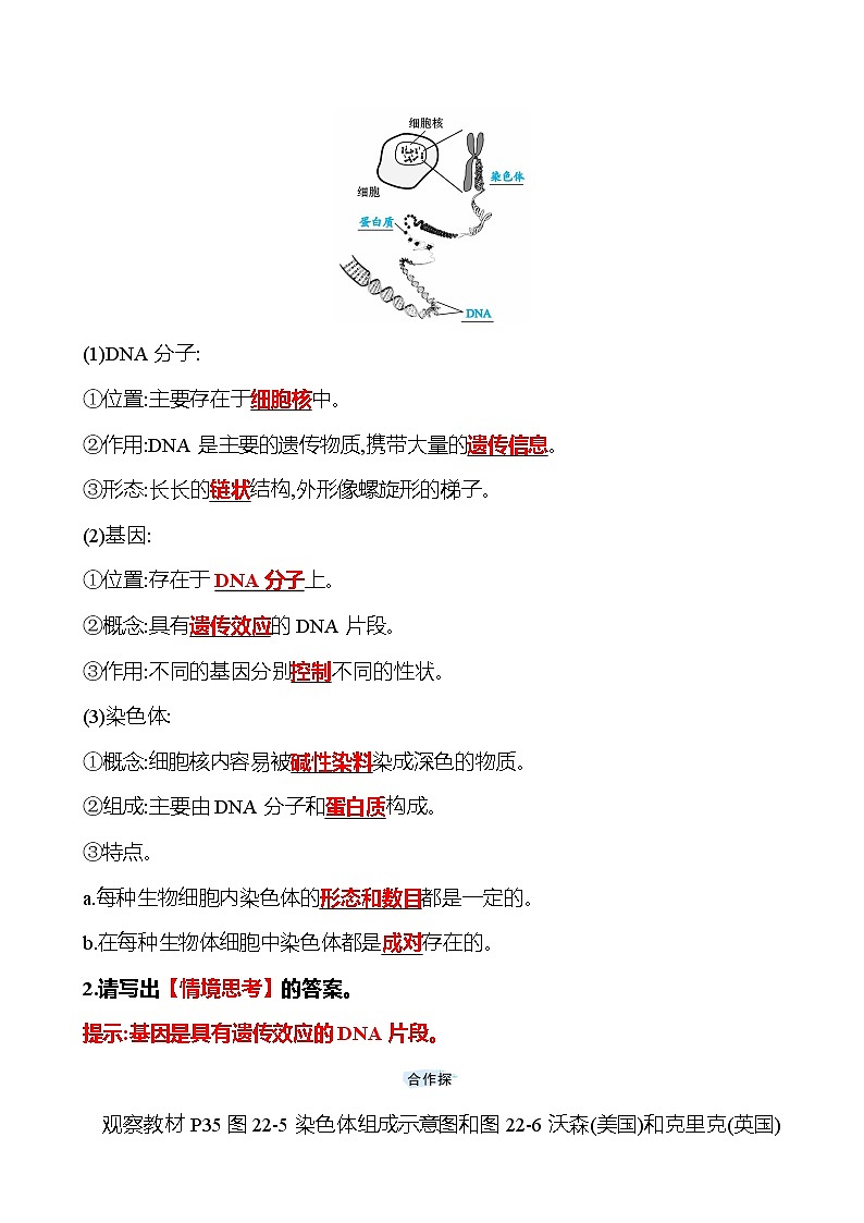 苏教版生物 八年级下册 第8单元　第二十二章　第一节　DNA是主要的遗传物质 学案(教师版)第2页