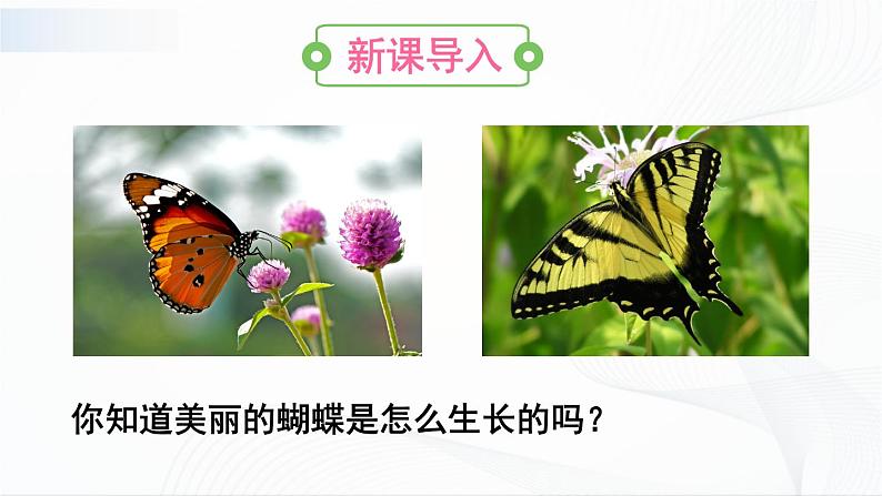 第二节 昆虫的生殖和发育 课件第2页