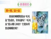7.1.2《昆虫的生殖和发育》课件+教案