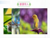 7.1.4《鸟的生殖和发育》课件+教案