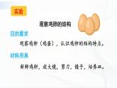 7.1.4《鸟的生殖和发育》课件+教案