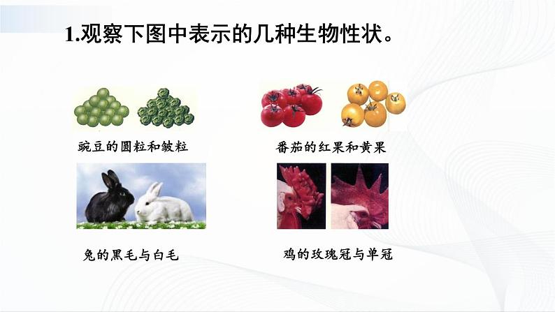 7.2.1《基因控制生物的性状》课件+教案07