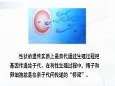 7.2.2《基因在亲子代间的传递》课件+教案