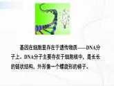 7.2.2《基因在亲子代间的传递》课件+教案