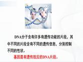 7.2.2《基因在亲子代间的传递》课件+教案