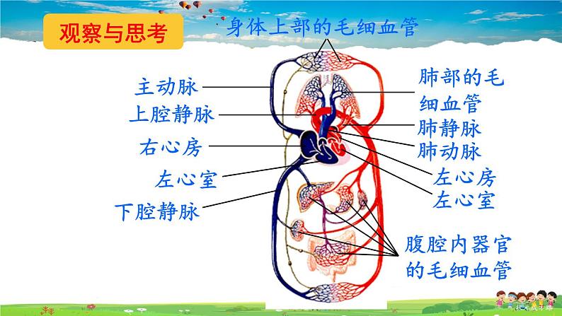 第四章 人体内物质的运输  第三节 输送血液的泵——心脏  第2课时 血液循环的途径课件PPT04