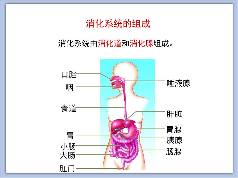 《人体的消化与吸收》第1课时优教课件第7页