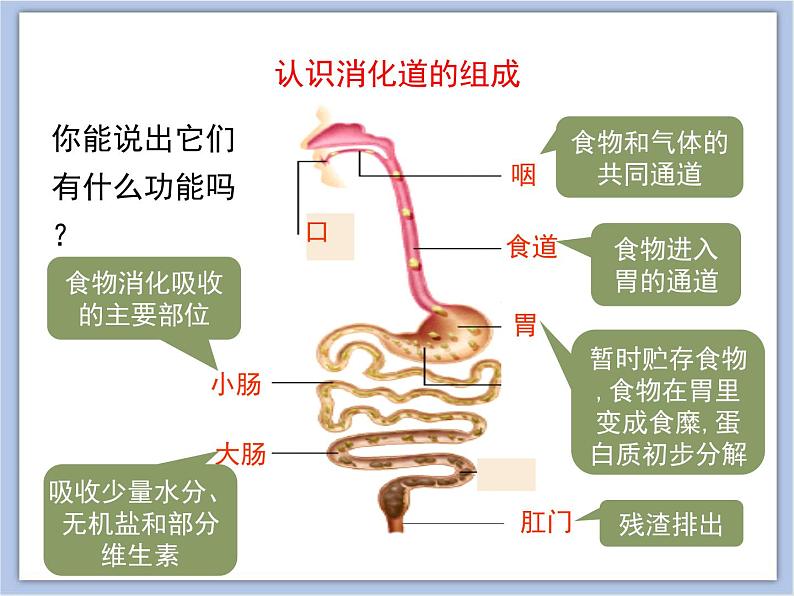 《人体的消化与吸收》第1课时优教课件第8页
