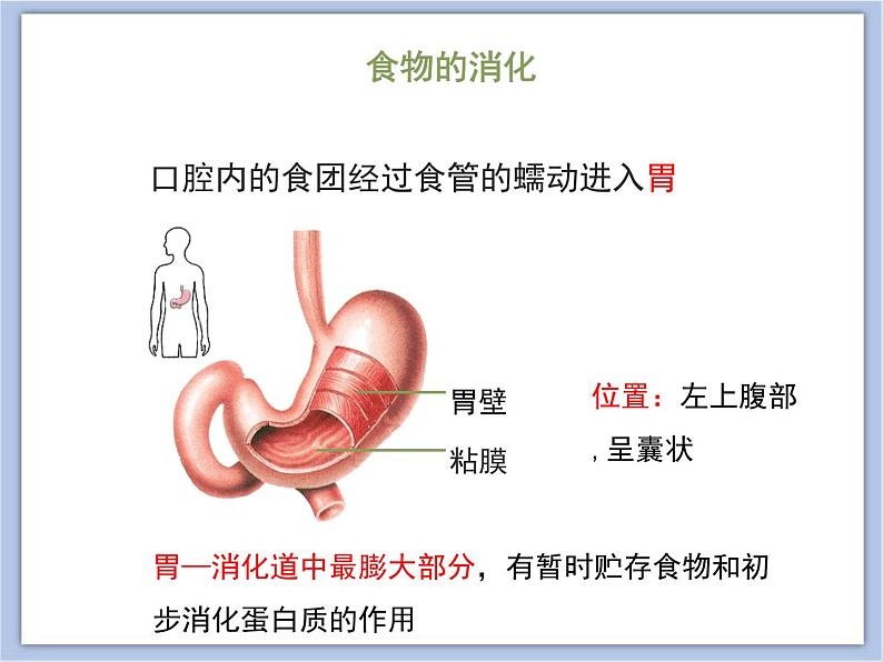 《人体的消化与吸收》第2课时优教课件第5页
