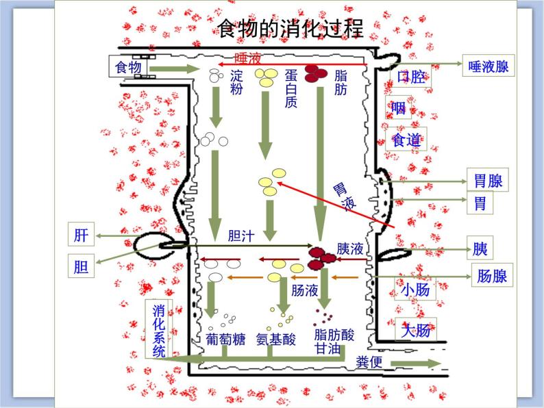 《人体的消化与吸收》第二课时 课件PPT07