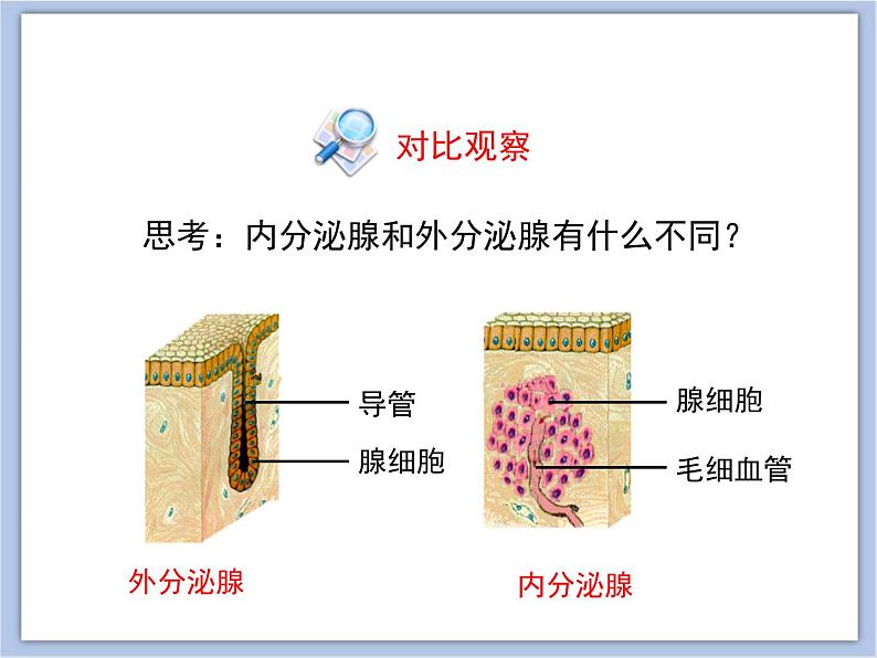 《人体的激素调节》课件PPT05