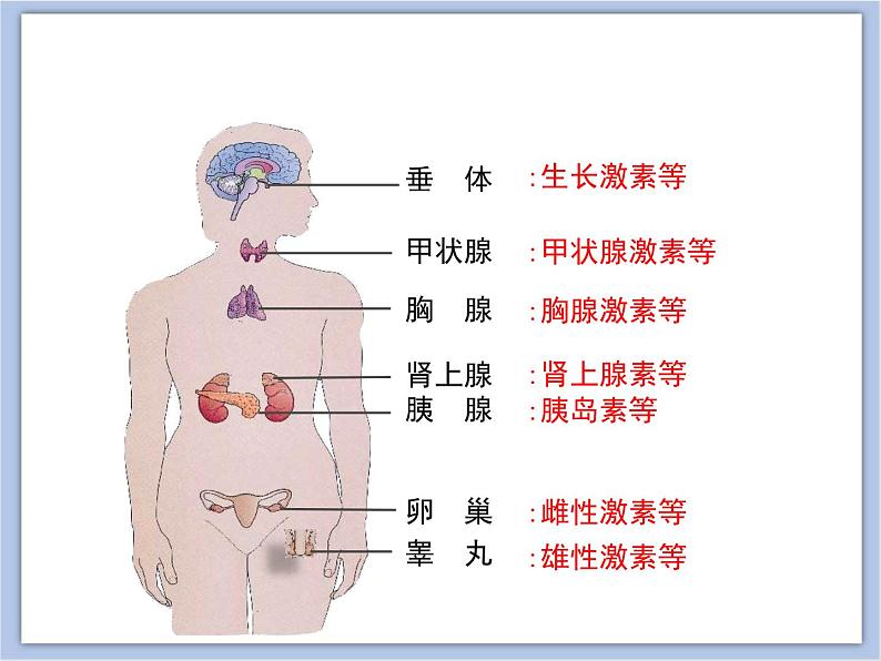 《人体的激素调节》课件PPT07