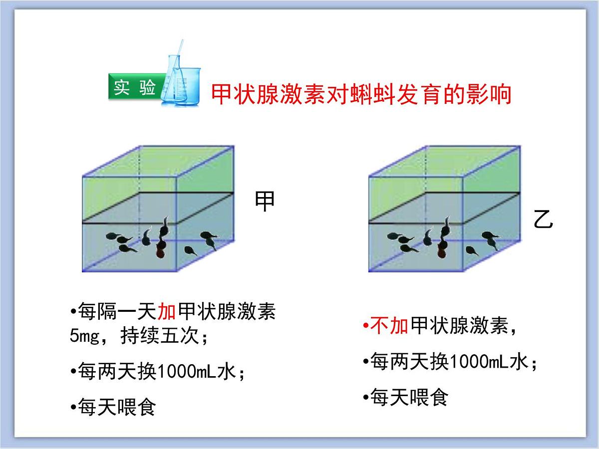 《人体的激素调节》讲授课件第8页