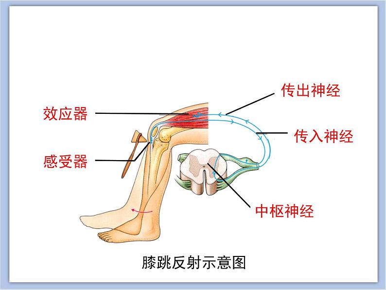《人体的神经调节》第二课时课件PPT08