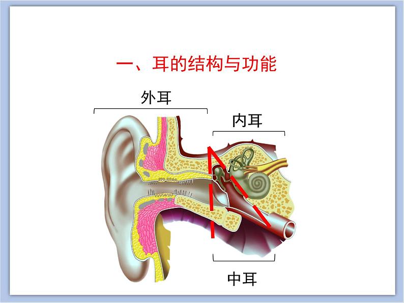 《人体感知信息》第二课时课件PPT04