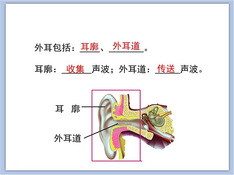 《人体感知信息》第二课时课件PPT05