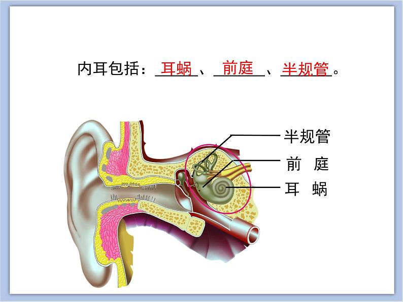 《人体感知信息》第二课时课件PPT08