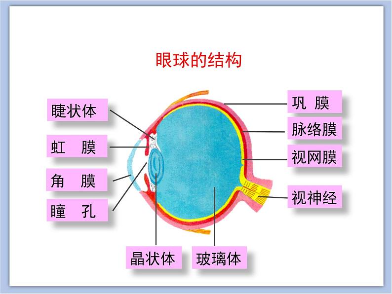 《人体感知信息》第一课时课件PPT08