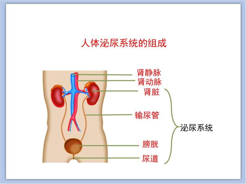 《人体泌尿系统的组成》 课件PPT06