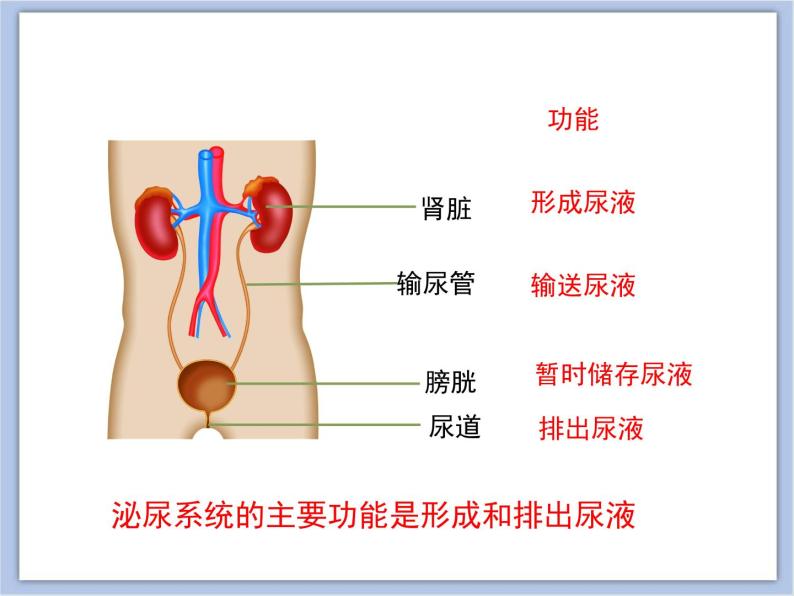 《人体泌尿系统的组成》 课件PPT07