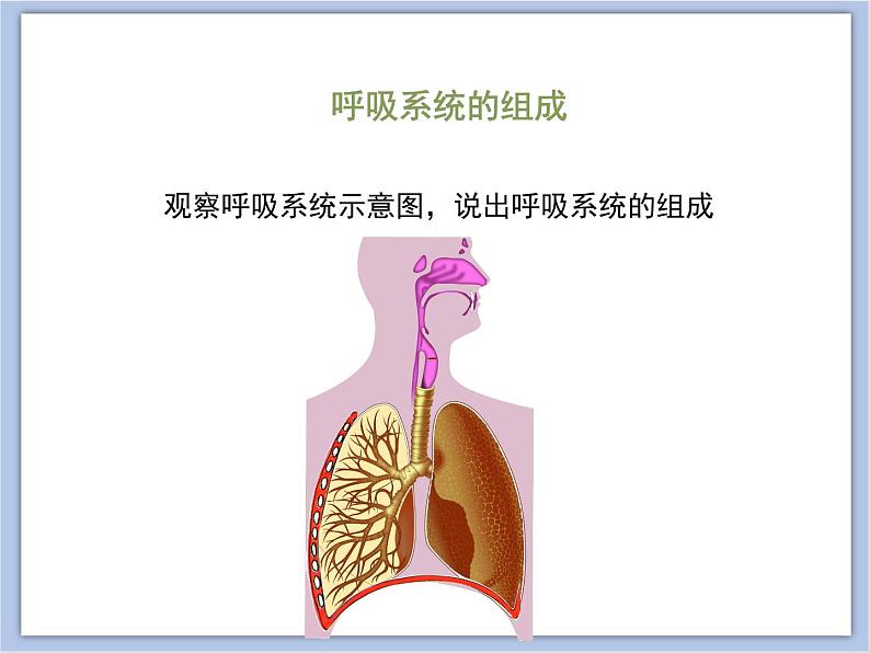 《人体和外界环境的气体交换》第一课时 课件PPT05