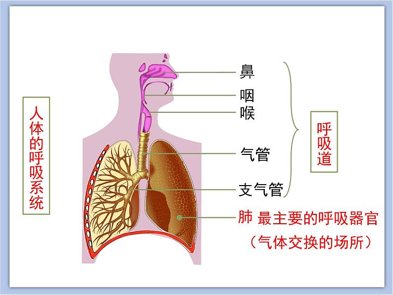 《人体和外界环境的气体交换》第一课时 课件PPT06