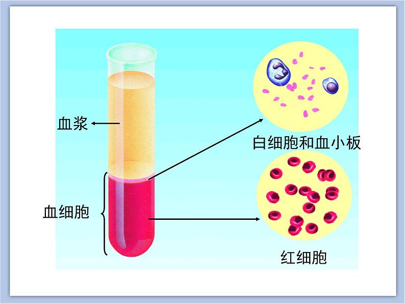 《血液和血型》第1课时优教课件第8页