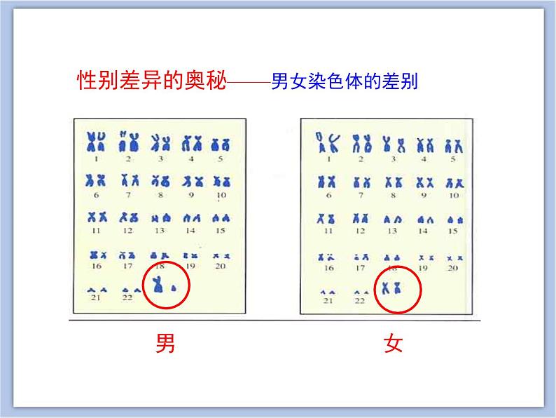 第三节 人的性别决定 课件PPT08