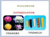 第五节 生物的变异 课件PPT