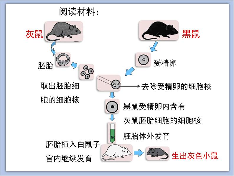 《DNA是主要的遗传物质》授课课件第5页