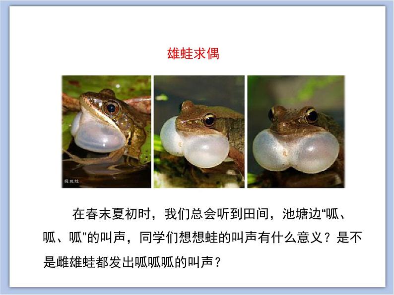 第四节 两栖类的生殖与发育 课件PPT04