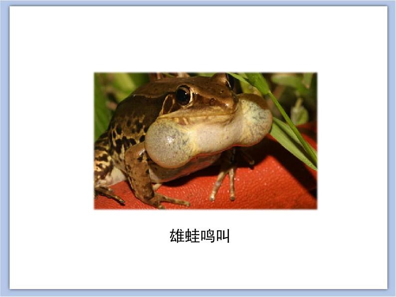 第四节 两栖类的生殖与发育 课件PPT06