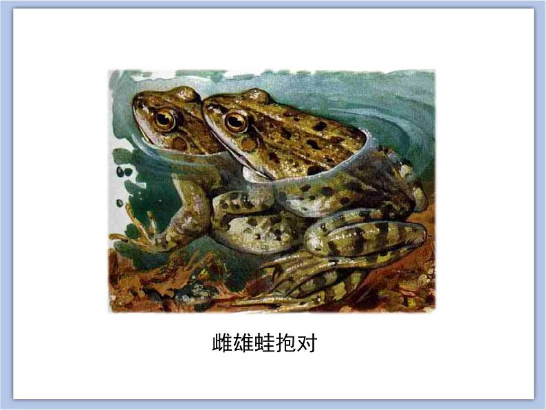 第四节 两栖类的生殖与发育 课件PPT07