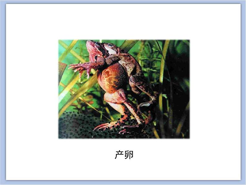 第四节 两栖类的生殖与发育 课件PPT08
