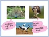 第五节 鸟类的生殖与发育 课件PPT